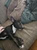 Miniatur Bullterrier