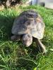 griechische Landschildkröte,  männl.,  10 Jahre alt
