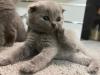 Scottish Fold Kitten