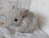 Chinchilla Jungtiere Normalfell und Angora