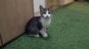 Katze - Kitten (3-Monate-alt)