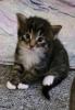 Norwegische Waldkatze Kitten/ Baby
