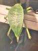 Schrecke /  Siliquifera grandis