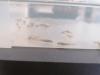 Axolotl babys (zum reservieren)
