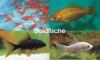 Goldfische - Koi - Teichfische - Muscheln - Krebse / /  Fischfarm Eske