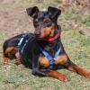 ROOSVELT -  männlich  2 Jahre  27 cm  5 kg  Rehpinscher  Gechipt  Kastriert