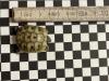 THH und THB griechische Landschildkröten Nachzuchten 2022