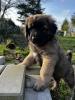 Süße Leonberger/ Germanischer Bärenhund Welpen