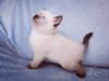 Kitten,  Katzen Babys