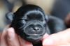 Deckrüde Chihuahua Silber Merle