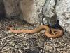 1.0 Halysotter (Gloydius halis caraganus)
