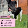 Celeste (w),  3 Jahre,  36 cm,  Slowakei