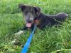 Fenrir - Husky-Mischling - lieb,  verspielt