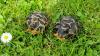 2 Strahlenschildkröten,  Astrochelys Radiata NZ 23 