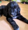 Labrador-Retriever-Bardino Welpen