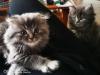 Bkh Kitten / Scottish 