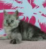 Wunderschöne,  reinrassige Maine-Coon Kitten