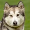 WAPAJ - weiblich  3 Jahre  56 cm  19 kg  Husky  Gechipt  Nicht kastriert