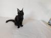 Maine Coon Kitten,  sofort abgabereit