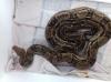 Mexican Boa abzugeben