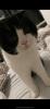 Scottish fold/ bkh Katzen 
