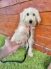 Raviola(w),  Mischling,  2 Jahre,  38 cm,  Slowakei