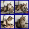 Bkh Kitten Gold chocolate/  black shaded tabby