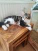 Maine Coon Kitten weiblich