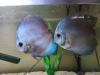 Diskusfische Kreuzung zwischen Diamond Blue und Kobalt blau