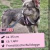 Elif,  Französische Bulldogge,  weibchen ca. 1 Jahr