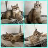 Bkh Kitten Gold chocolate/  black shaded tabby