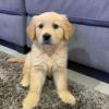 Golden Retriever Welpen