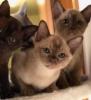 Burma Kitten REINRASSIG