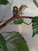 Siliquofera grandis