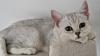 Bkh Kitten /  British Kurzhaar Kitten