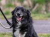Orlando - Border Collie Mix - kinderlieb,  sozial,  verträglich