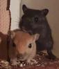 Junge Gerbils/ Wüstenrennmäuse noch 4 Stück