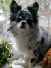 Deckrüde Chihuahua Silber Merle
