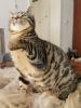 *Suchen Sie das Besondere? BLH/ Bengal-Schmusemonster*
