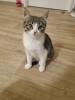 Süßes Kitten sucht ein liebevolles Zuhause!