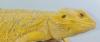 Suche intensiv gelbe Farb-Bartagamen z:B. Citrus, Citrus Hypo Leatherback,  etc.