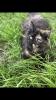 Katze Dori sucht ein liebevolles Zuhause …