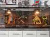 2 Kornnattern + Hochwertiges Terrarium zu verkaufen