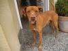 Toby - junger verspielter Kerl sucht Familie 