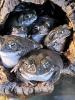 Colorado Kröte /  Sonoran Desert Toad /  Bufo Alvarius,  150 € pro Tier