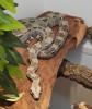 Boa c. imperator 