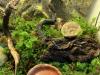 Phyllobates vittatus – Pfeilgiftfrösche