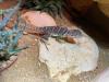 Halsbandleguan Weibchen,  Crotaphytus collaris ca. 1, 5 Jahre alt