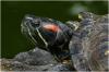 Biete weibliche Rotwangen-Schmuckschildkröte(n),  Trachemys scripta elegans