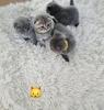 Kitten bkh britisch kurz